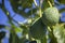 Hass variety green Avocado, a nutrient rich fruit of the tree species Persea americana, home growing in the Algarve Portugal,