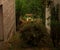 Hat on the ground of a backyard full of green trees