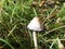 Hat of a medium old shaggy ink cap, lawyer\\\'s wig or shaggy mane