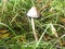 Hat of a medium old shaggy ink cap, lawyer\\\'s wig or shaggy mane