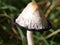 Hat of a medium old shaggy ink cap, lawyer\\\'s wig or shaggy mane during ink formation