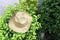 Hat scout put on the green bush, the khaki color of hat.