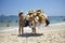 Hat Vendor Ipanema Beach Rio de Janeiro Brazil