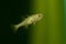 Hatched chinese sleeper fish, Perccottus glenii