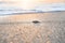 Hatched sea turtle crawl on sand to the sea at sunrise. Forward to a new life.
