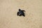 Hatched sea turtle leaving footprints in the wet sand on it`s way into the sea