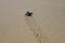 Hatched sea turtle leaving footprints in the wet sand on it`s way into the sea