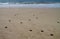 Hatched sea turtle leaving footprints in the wet sand on it`s way into the sea