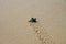 Hatched sea turtle leaving footprints in the wet sand on it`s way into the sea