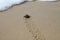 Hatched sea turtle leaving footprints in the wet sand on it`s way into the sea