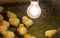 The Hatching Chick in a farm, Keeping chicks warm by poultry heat lamp.