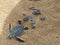 Hatchling baby green turtle chelonia mydas on a beach