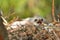 Hatchling the common kestrel Falco tinnunculus, European kestrel, Eurasian kestrel, Old World kestrel bird of prey