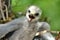 Hatchling the common kestrel Falco tinnunculus, European kestrel, Eurasian kestrel, Old World kestrel bird of prey