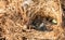 Hatchling Eastern Bluebird Sialia sialis in a nest