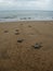 Hatchling Green sea turtles on the beach