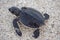 Hatchling Sea Turtle