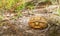 Hatchling wild Florida gopher tortoise - Gopherus polyphemus