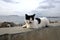 haughty black and white cat is standing in front of the island