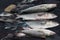 Haul of freshly caught striped and black bass near Martha`s` Vineyard