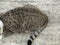 Haunch, bottom of cat on cement floor