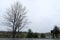 Haunted dry trees in blue sky background - nature scene