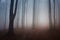 Haunted forest with fog in autumn on Halloween