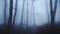 Haunted Halloween scene woods with mysterious spooky scary bare trees in dark forest landscape scene