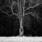 Haunted Tree in Bohemian Paradise in Winter