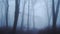Haunted woods with mysterious spooky scary bare trees and woodlands in dark blue forest landscape sc
