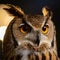 The haunting look of an owl in close-up, isolated on black background