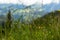 Haus im Ennstal, Steiermark/Austria - June 27 2018: Grass with small yellow flowers on the mountain with water drops from the rain