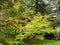 The Haut Chitelet garden on the route des crÃªtes in the French Vosges.