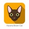 Havana Brown Cat, Cat breed face cartoon flat icon design