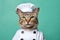 Havana Brown Cat Dressed As A Chef On Mint Color Background