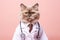 Havana Brown Cat Dressed As A Doctor On Blush Color Background
