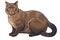 Havana Brown Cat Sticker On Isolated Tansparent Background, Png, Logo. Generative AI