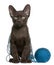 Havana Brown kitten with ball of blue yarn