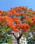 Havana, Cuba: Royal Poinciana Tree