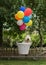 Havanese dog flying with colorful balloons