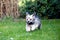 Havanese Dog on green Meadow