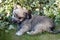 Havanese Dog on green Meadow