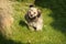 Havanese Dog on green Meadow