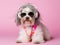 Havanese dog with headphone, wearing eyeglasses