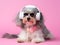 Havanese dog with headphone, wearing eyeglasses