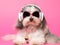 Havanese dog with headphone, wearing eyeglasses