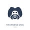 Havanese dog icon. Trendy flat vector Havanese dog icon on white