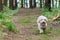Havanese dog playing in the woods