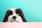 Havanese dog puppy peeking over pastel bright background. advertisement