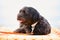 Havanese dog relaxing on the beach on a sun lounge